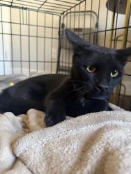 Found/Stray Unknown Cat last seen Burich ave, Citrus Heights, CA 95610