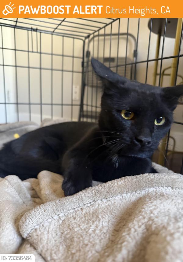 Found/Stray Unknown Cat last seen Burich ave, Citrus Heights, CA 95610