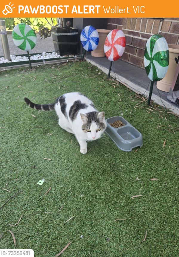 Found/Stray Unknown Cat last seen Between Wolf Road and Allendale Ave, Wollert, VIC 3750