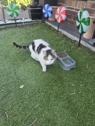 Found/Stray Unknown Cat last seen Between Wolf Road and Allendale Ave, Wollert, VIC 3750