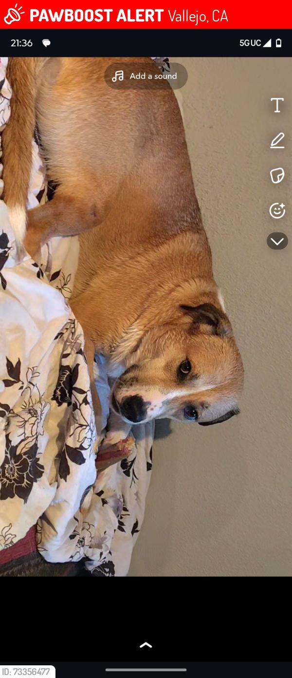 Lost Female Dog last seen Near E Orchard Ave., near neighbor's hse jumping between the fences, Vallejo, CA 94591