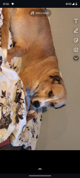 Lost Female Dog last seen Near E Orchard Ave., near neighbor's hse jumping between the fences, Vallejo, CA 94591