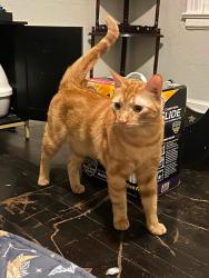 Reunited Male Cat last seen Denley Dr, Dallas, TX 75216