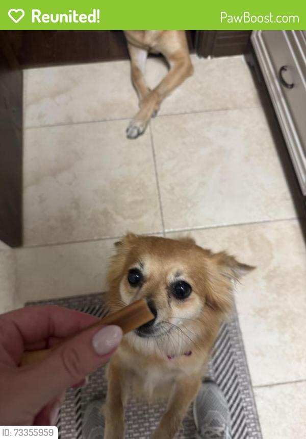 Reunited Female Dog last seen Darby loop behind scrapyard sports, Conroe, TX 77385