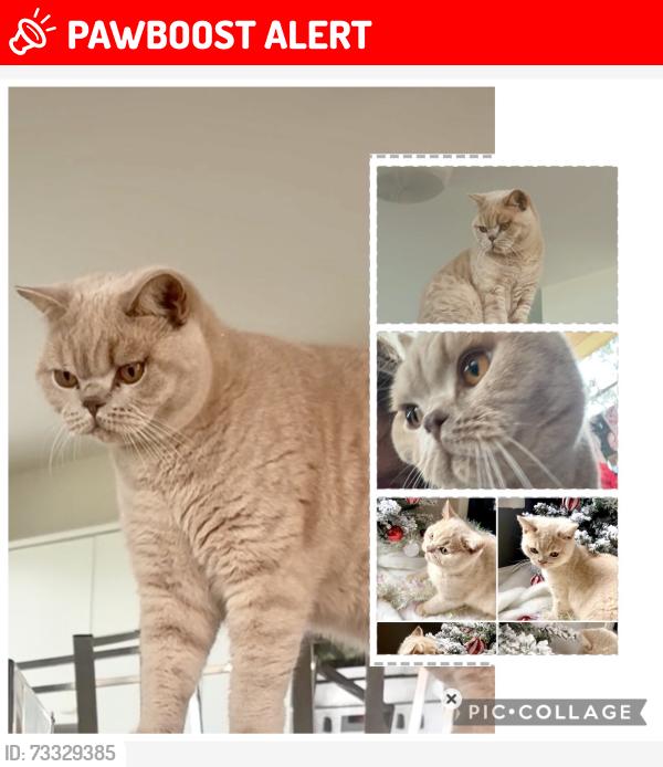 Lost Male Cat last seen Brygon creek rd, Upper Coomera, QLD 4209