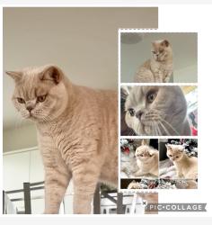 Lost Male Cat last seen Brygon creek rd, Upper Coomera, QLD 4209
