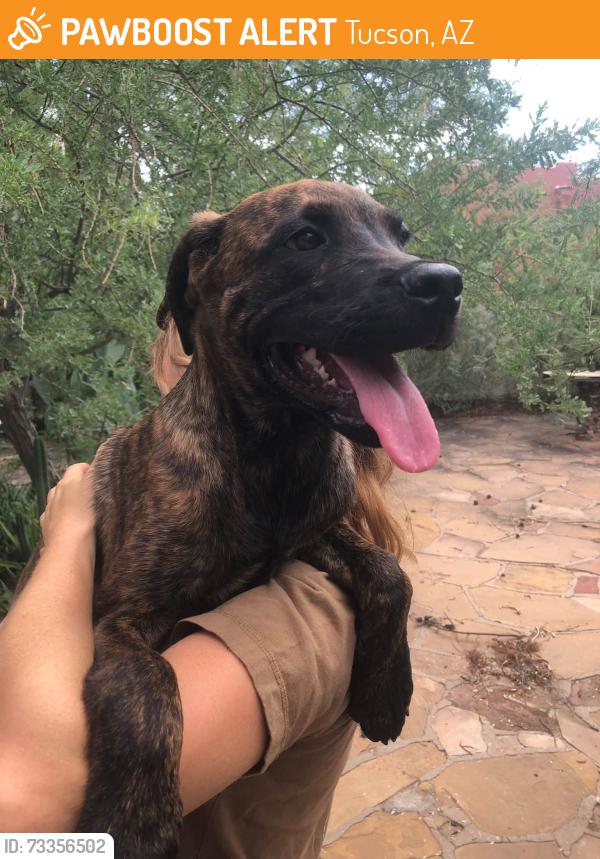 Found/Stray Female Dog last seen Grant and Mountain, Tucson, AZ 85719