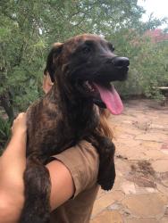 Found/Stray Female Dog last seen Grant and Mountain, Tucson, AZ 85719
