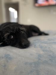 Lost Female Dog last seen 92nd and hoover, Los Angeles, CA 90044