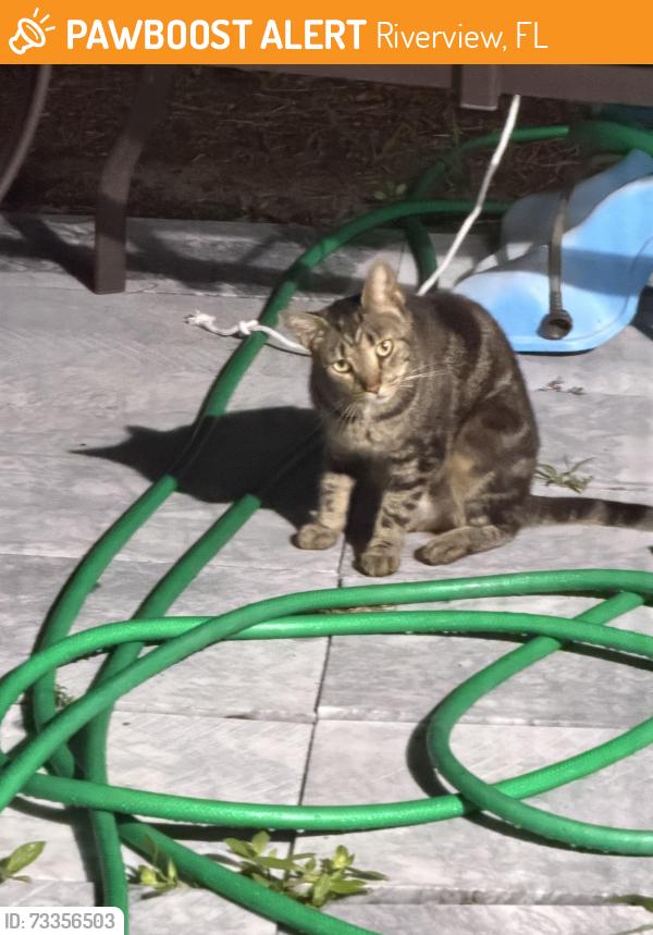 Found/Stray Unknown Cat last seen Maria Cv riverview, Riverview, FL 33578