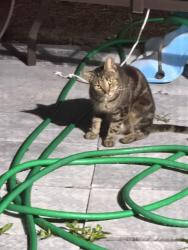 Found/Stray Unknown Cat last seen Maria Cv riverview, Riverview, FL 33578
