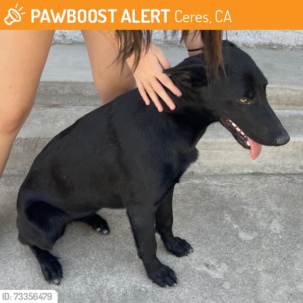 Found/Stray Female Dog last seen Mauna Loa and Wallace Ave, Ceres, Ceres, CA 95307