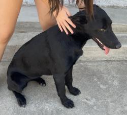 Found/Stray Female Dog last seen Mauna Loa and Wallace Ave, Ceres, Ceres, CA 95307