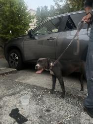 Found/Stray Female Dog last seen 15th and 50th Ave NE, Seattle, WA 98115