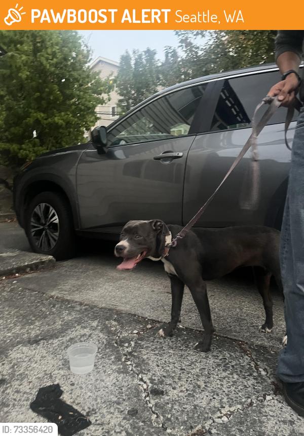 Found/Stray Female Dog last seen 15th and 50th Ave NE, Seattle, WA 98115