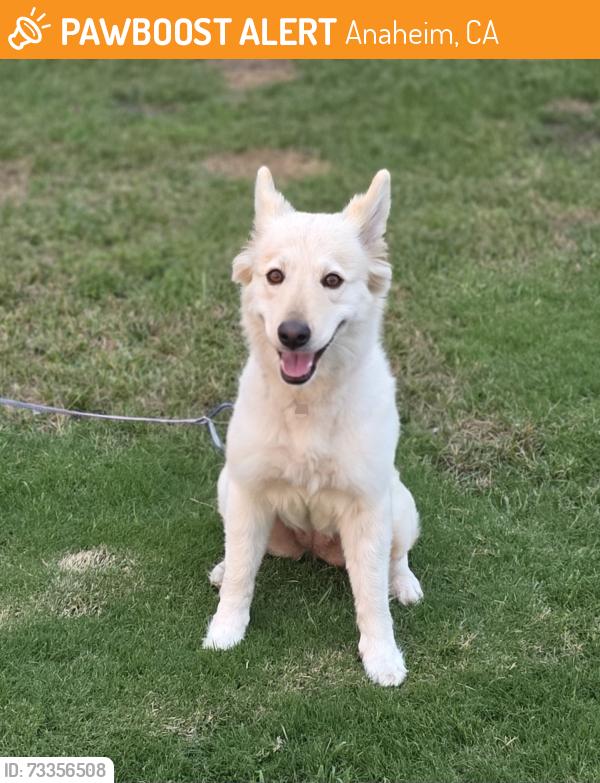 Found/Stray Female Dog last seen South and Sunkist, Anaheim, CA 92806