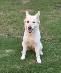 Found/Stray Female Dog last seen South and Sunkist, Anaheim, CA 92806