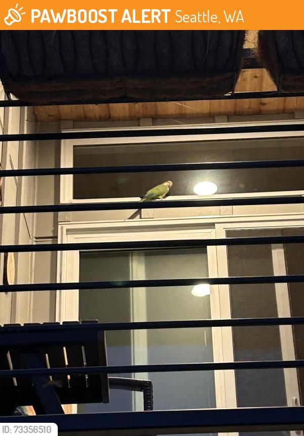 Found/Stray Unknown Bird last seen 4th ave NW and 97th street, Seattle, WA 98117