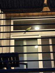 Found/Stray Unknown Bird last seen 4th ave NW and 97th street, Seattle, WA 98117