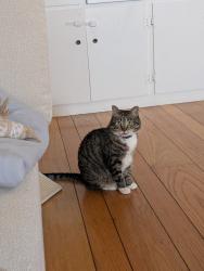 Reunited Female Cat last seen Lincoln Middle School, Alameda, CA 94501