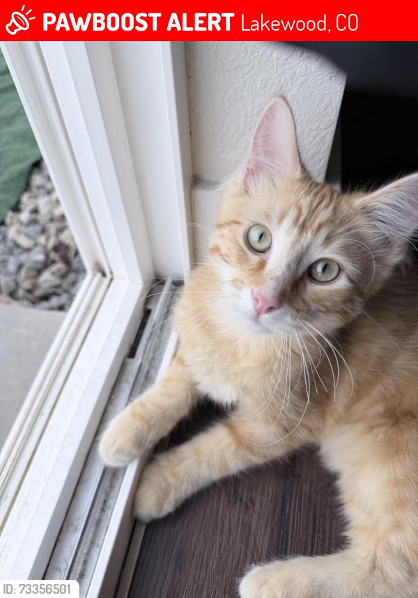 Lost Male Cat last seen Exposition and Oak St, Lakewood, CO 80226
