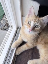 Lost Male Cat last seen Exposition and Oak St, Lakewood, CO 80226