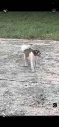 Found/Stray Female Dog last seen Langfield and West Tidwell, Houston, TX 77040