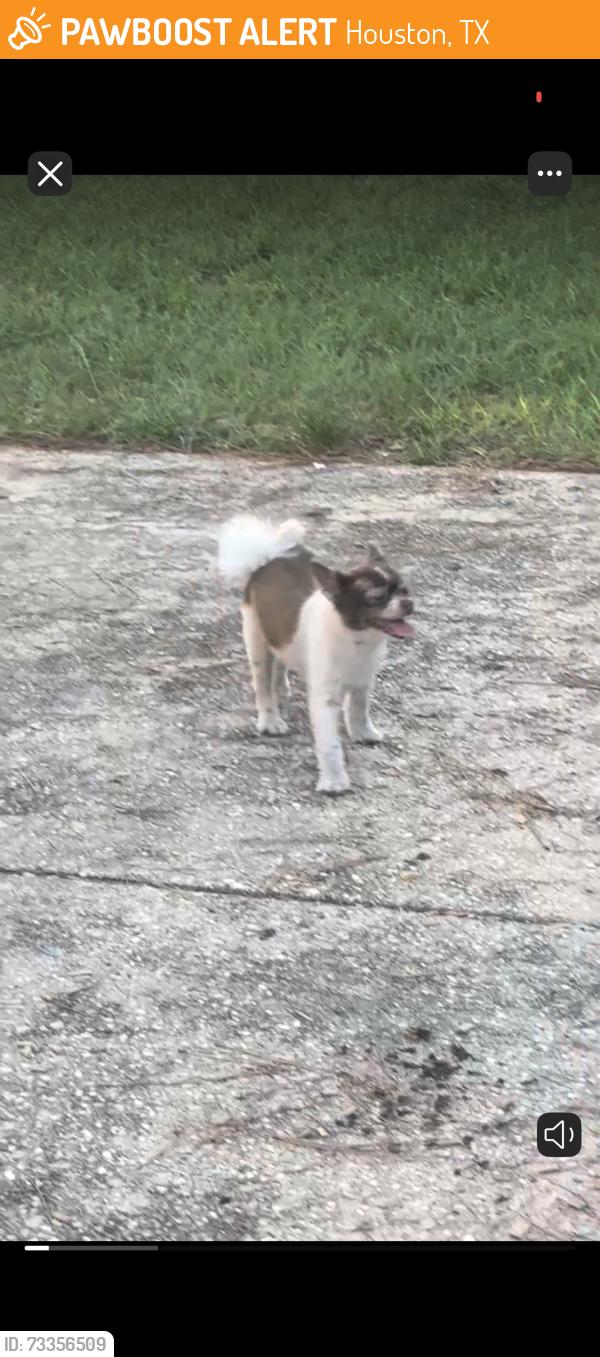Found/Stray Female Dog last seen Langfield and West Tidwell, Houston, TX 77040