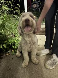 Reunited Male Dog last seen Millhoff Dr, Huber Heoghts, Huber Heights, OH 45424