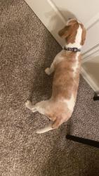 Reunited Male Dog last seen Lakecrest Glen Dr. Katy Texas, Katy, TX 77493