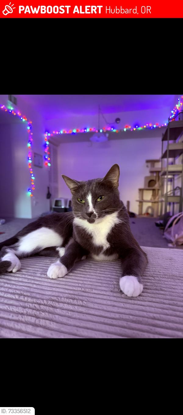 Lost Female Cat last seen C st, Hubbard, OR 97032