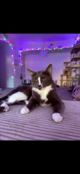 Lost Female Cat last seen C st, Hubbard, OR 97032