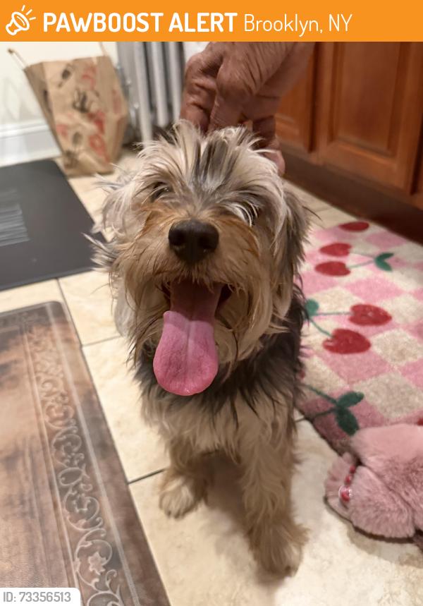 Found/Stray Unknown Dog last seen Utica, Brooklyn, NY 11203
