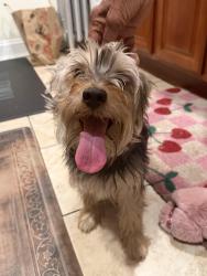 Found/Stray Unknown Dog last seen Utica, Brooklyn, NY 11203
