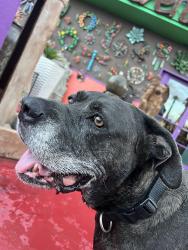 Reunited Female Dog last seen miracle mile/oracle, Tucson, AZ 85705