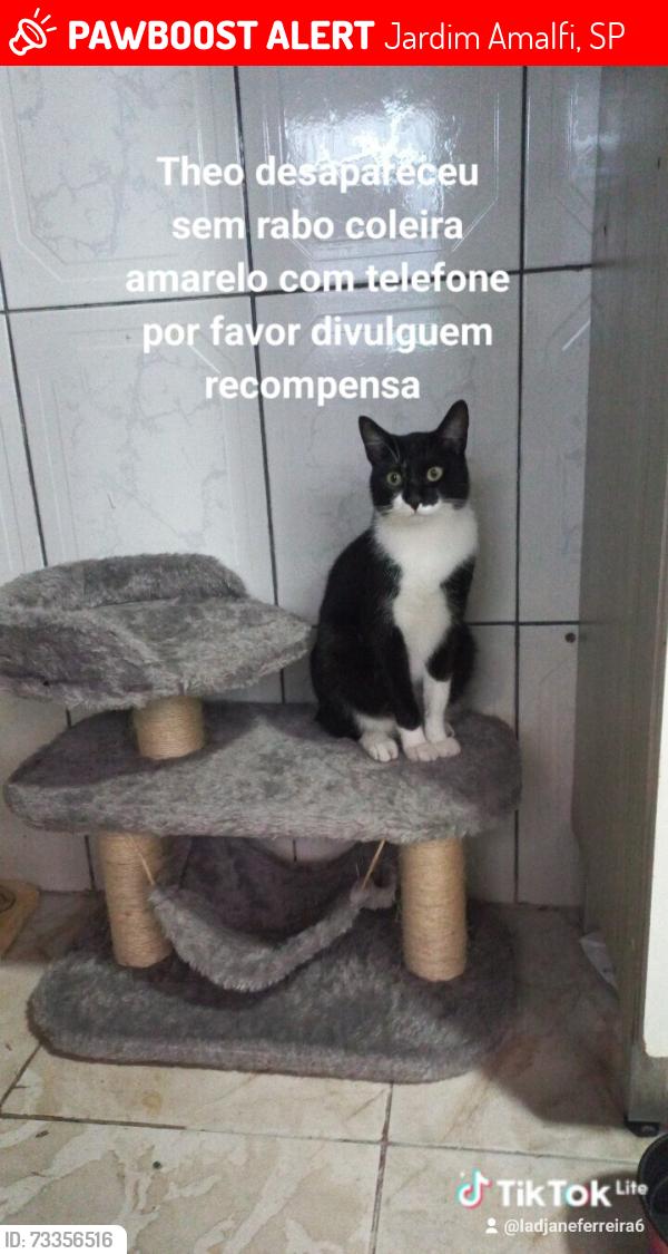 Lost Male Cat last seen Posto de saúde Mercado rossi, Jardim Amalfi, SP 