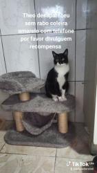 Lost Male Cat last seen Posto de saúde Mercado rossi, Jardim Amalfi, SP 
