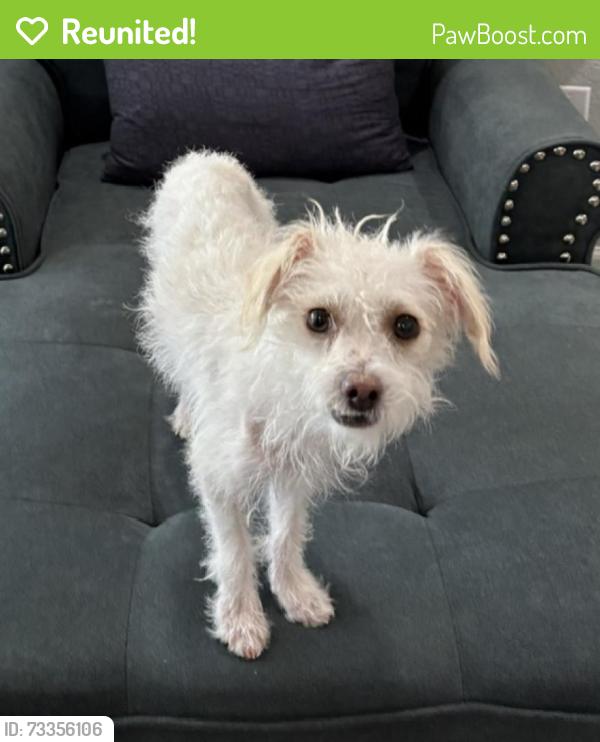 Reunited Male Dog last seen Cactus Rd, Tatum N. Paradise village Pkwy, Phoenix, AZ 85032