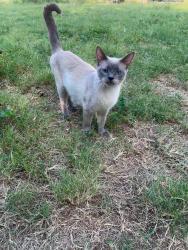 Lost Female Cat last seen Burmeister rd, Fort Worth, TX 76134
