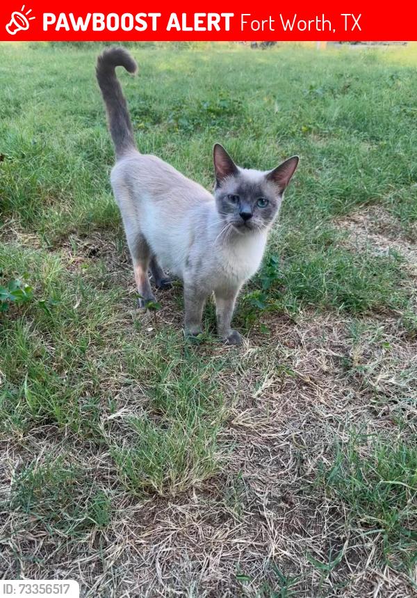 Lost Female Cat last seen Burmeister rd, Fort Worth, TX 76134