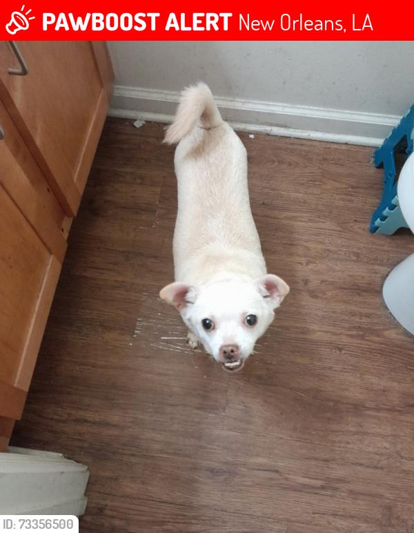 Lost Female Dog last seen Washington Ave, New Orleans, LA 70115