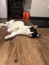 Reunited Female Cat last seen NW Ash and NW 32nd, Ankeny, IA 50023