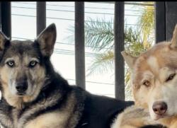 Lost Female Dog last seen Hanson dam area, Los Angeles, CA 91331