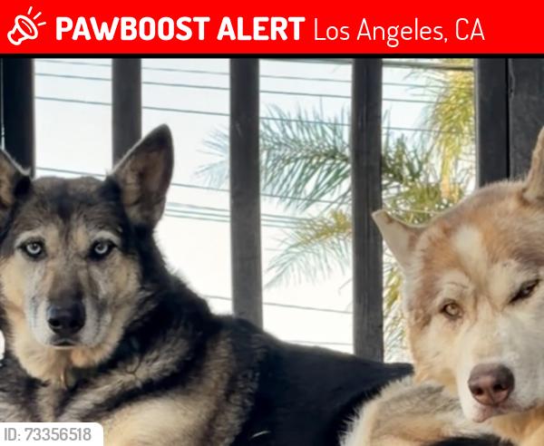 Lost Female Dog last seen Hanson dam area, Los Angeles, CA 91331