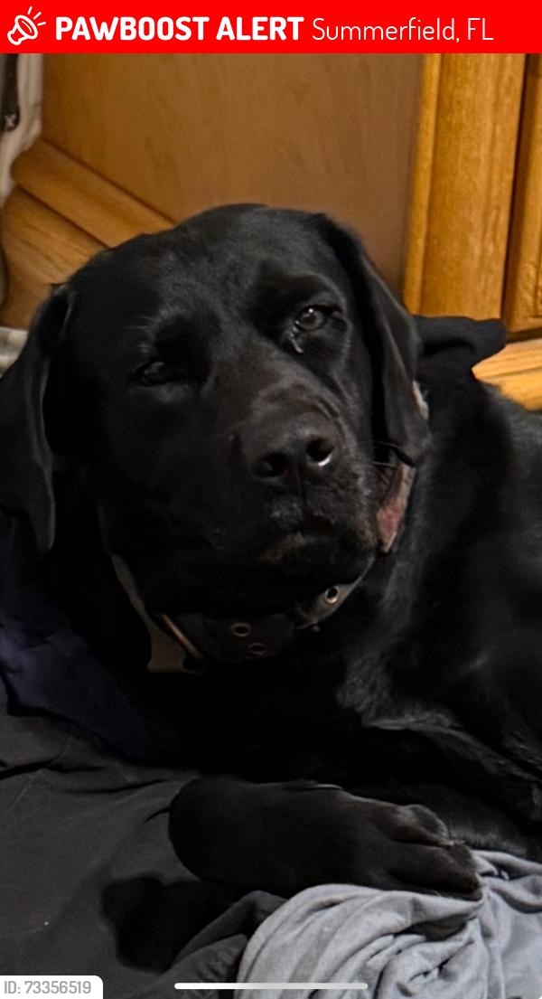 Lost Male Dog last seen Se 142nd lane 36th 484 summerfield fl, Summerfield, FL 34491