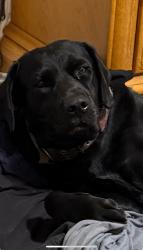 Lost Male Dog last seen Se 142nd lane 36th 484 summerfield fl, Summerfield, FL 34491
