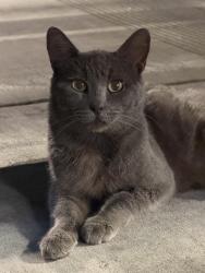 Found/Stray Male Cat last seen At the chipotle next to the LA Fitness on Garvey, Baldwin Park, CA 91706