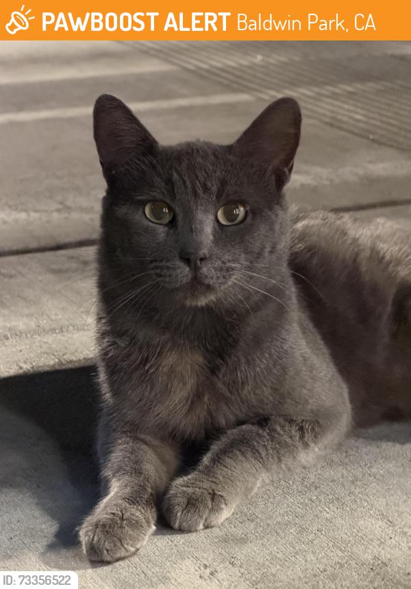 Found/Stray Male Cat last seen At the chipotle next to the LA Fitness on Garvey, Baldwin Park, CA 91706