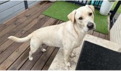 Reunited Male Dog last seen Akron Avenue, Lubbock, TX 79410