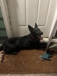 Found/Stray Female Dog last seen Earhart and Norman C Francis, New Orleans, LA 70125